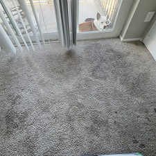 Professional-Carpet-Deep-Cleaning-Viera-FL 0